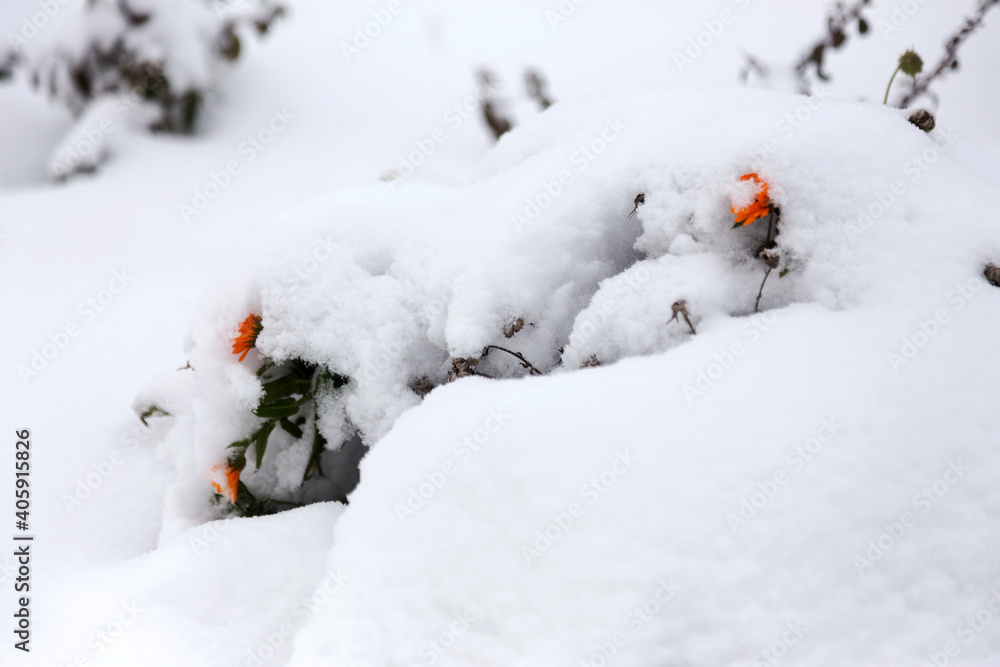 Orange calendula flower covered with snow in the garden. Cloudy winter day.