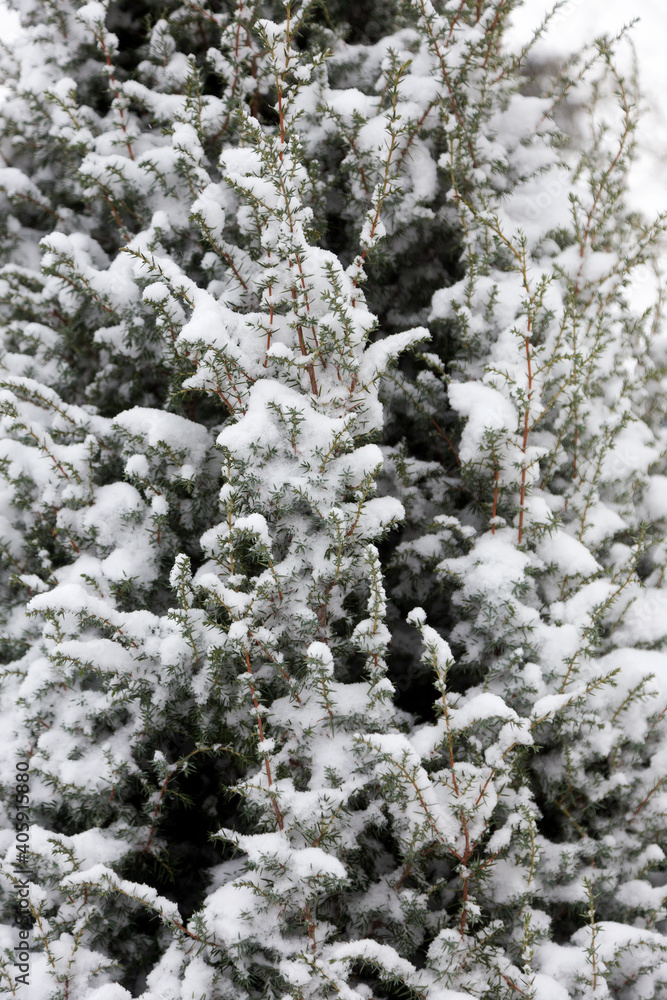 Background of snow-covered Christmas trees and plants on a winter cloudy day. Background of snow-covered Christmas trees and plants on a winter cloudy day.