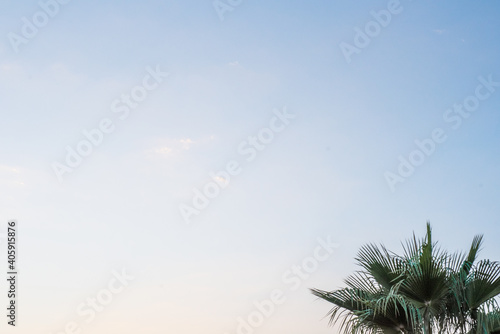 Palm tree minimalist on sky background photo