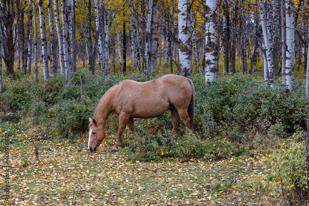 Autumn scene of horse grazing in wooded area with birch trees in background Autumn scene of horse grazing in wooded area with birch trees in background