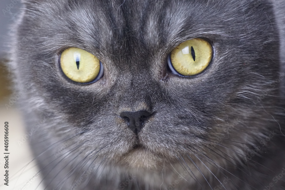 Beautiful gray cat closeup on white background.
