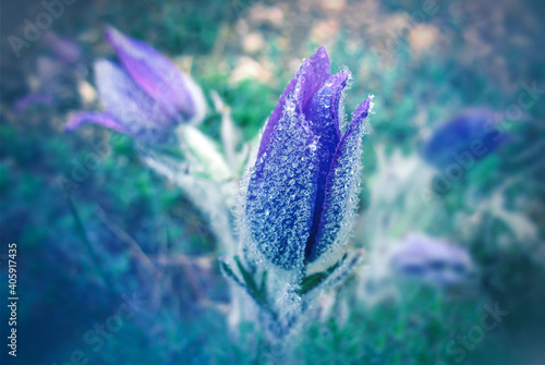 anemone blooming on a mountainside with dew