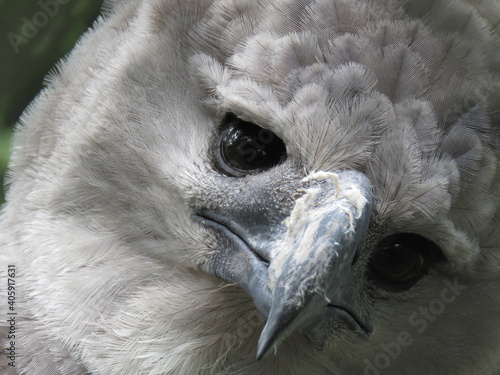Принти на полотні Close-up portrait of harpy eagle