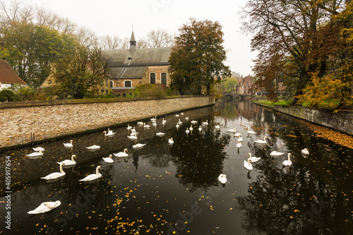 Autumn mood with swans on the canal river by the Begijnhof. Historical centre of Bruges Belgium. photo