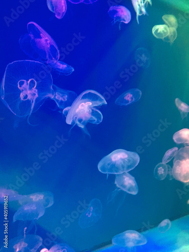 Live jellyfish that swim in the aquarium on a blue background © Yuliya