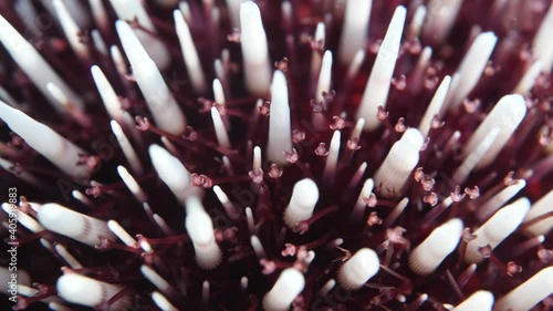 sea urchin close up underwater macro shot ocean creature scenery seaurchin photo