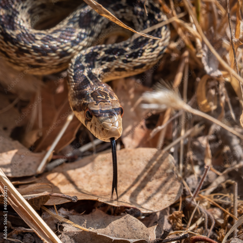 Fototapeta premium A Pacific Gopher Snake (Pituophis catenifer ) is poised to strike, in the hills of Monterey, California.