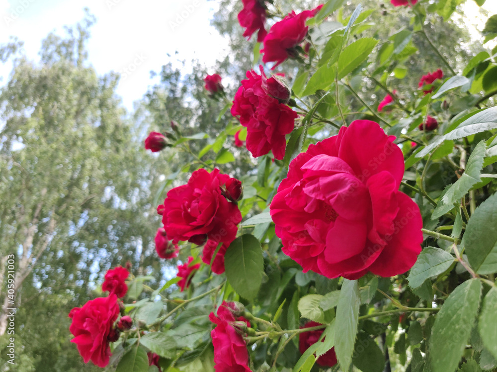 blooming red rose in a garden