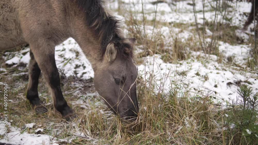 Wild tarpan horse grazes in a winter forest close-up