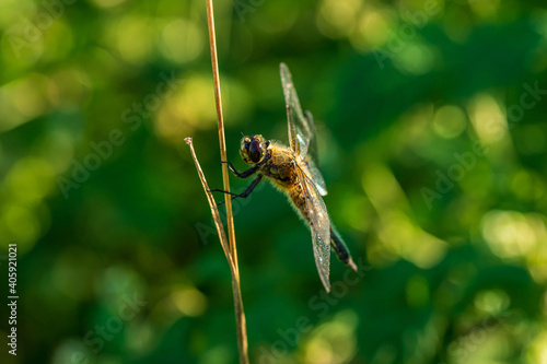 Close up of a dragonfly sitting on a straw of grass