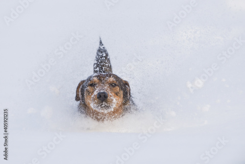 Isolated dog covered in snow on a cold winter day