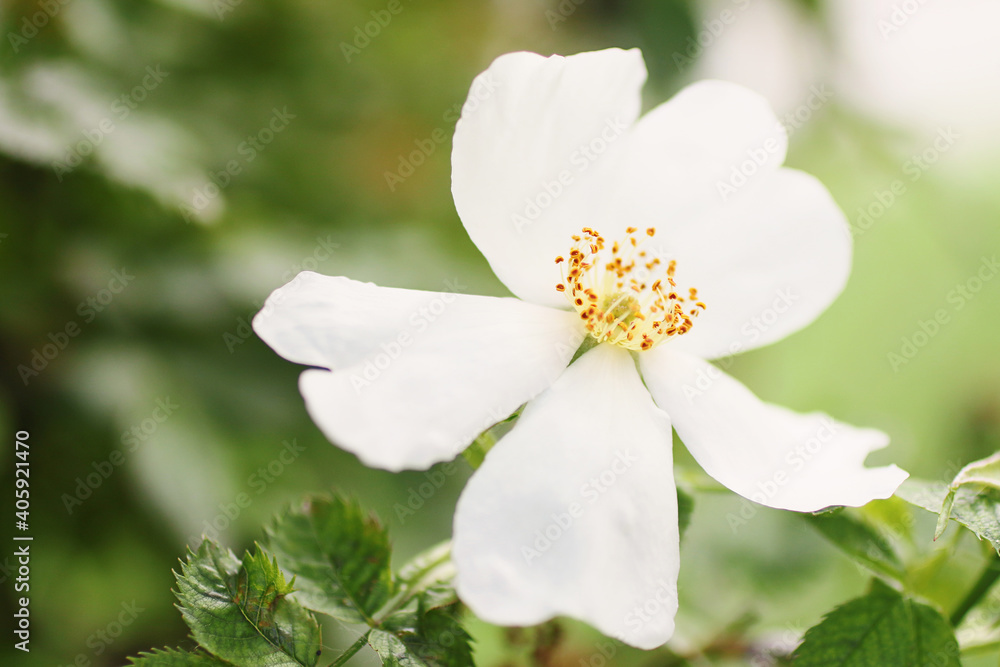 Close up photography of the white summer flower.Good as botany background.