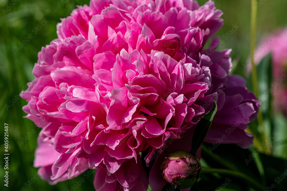 Close up of a large pink peony flower