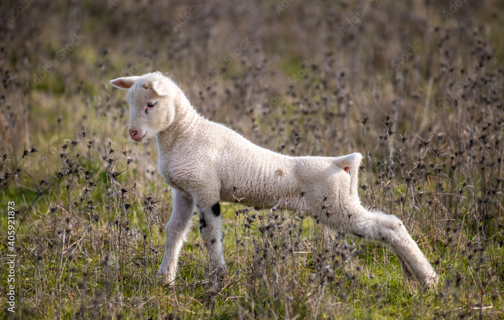 Obraz premium Cordeiro