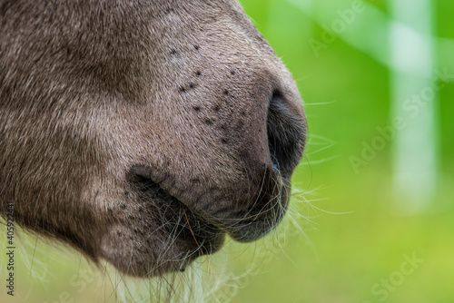 Close up of the muffle of a new born Icelandic horse photo