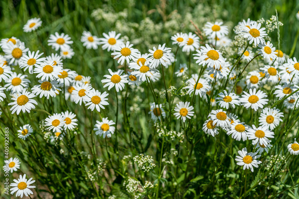 Cluster of marguerite flowers growing in a field in sunlight Cluster of marguerite flowers growing in a field in sunlight