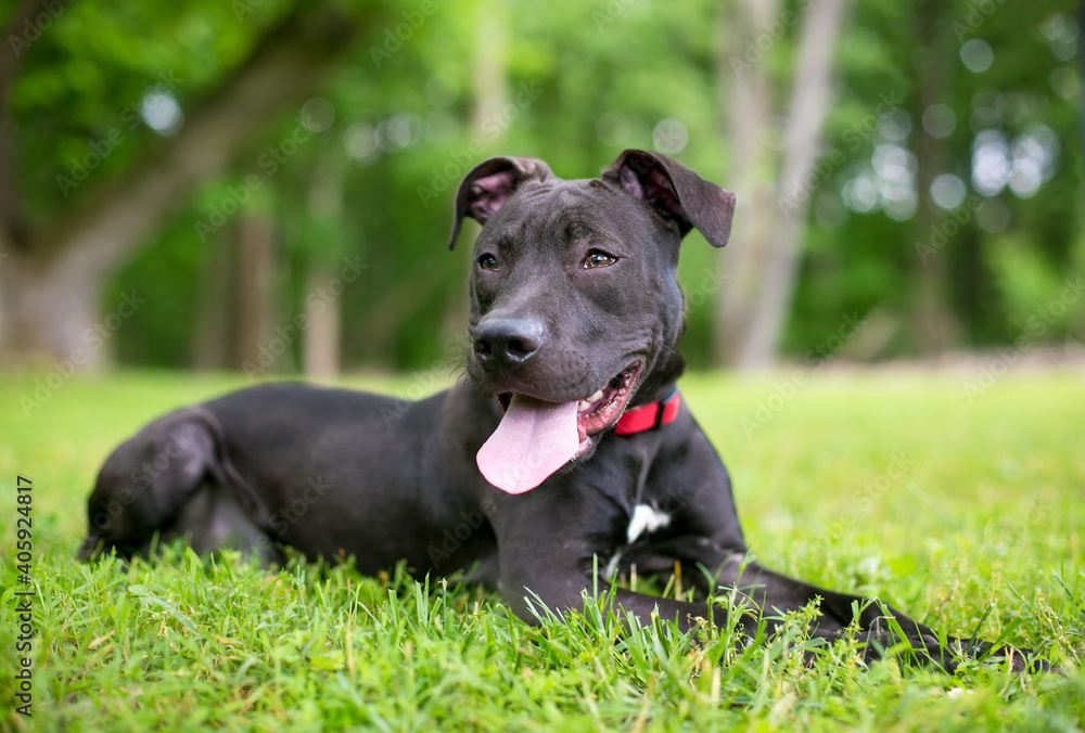 A black and white Pit Bull Terrier mixed breed dog lying in the grass and panting