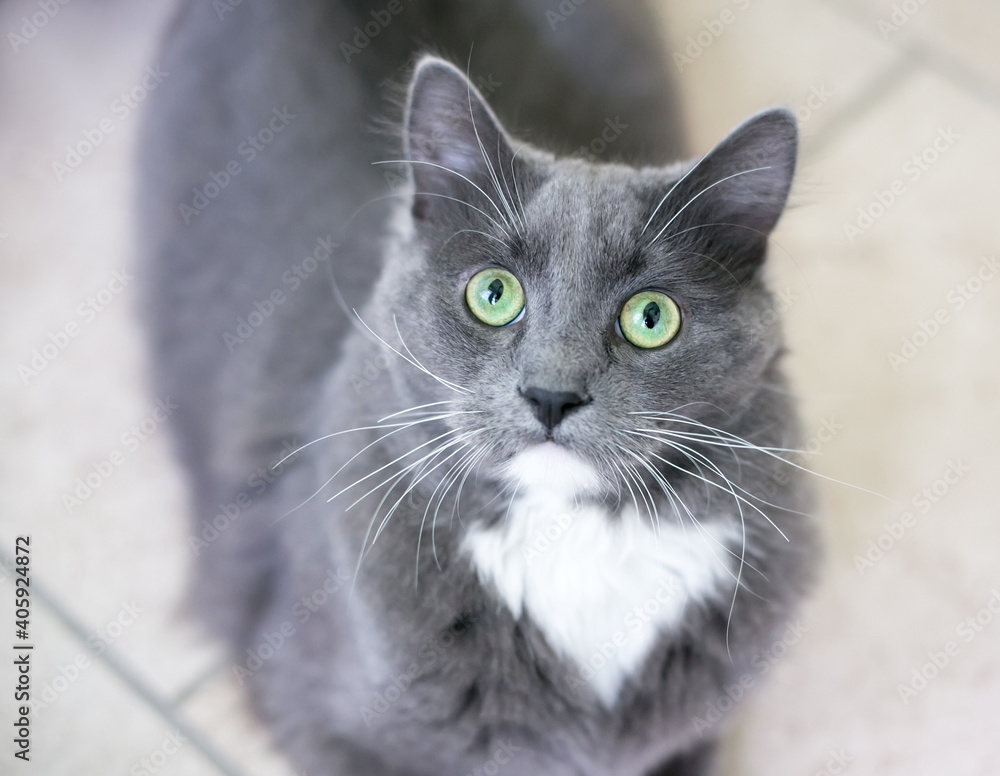 A gray and white domestic medium haired cat with green eyes looking up at the camera