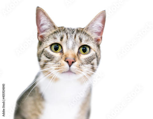 A tabby shorthair cat with a wide eyed expression and dilated pupils