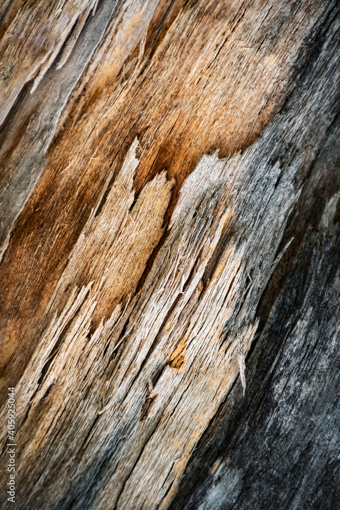 detail of multicolored rotted wood detail of multicolored rotted wood