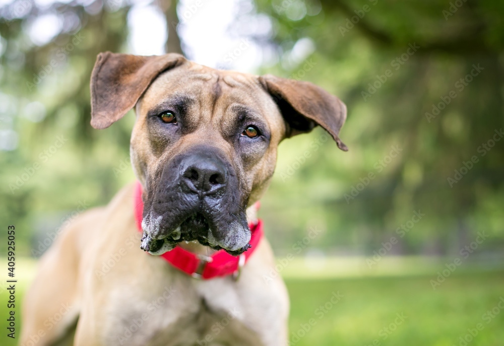 A Great Dane mixed breed dog with large floppy ears wearing a red collar and looking at the camera with a head tilt