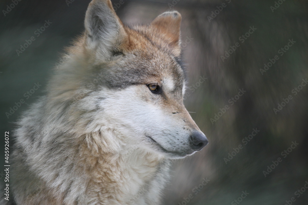Tree Framed Mexican Wolf Head