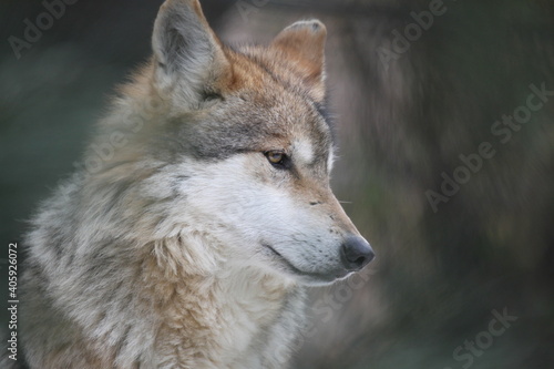 Tree Framed Mexican Wolf Head