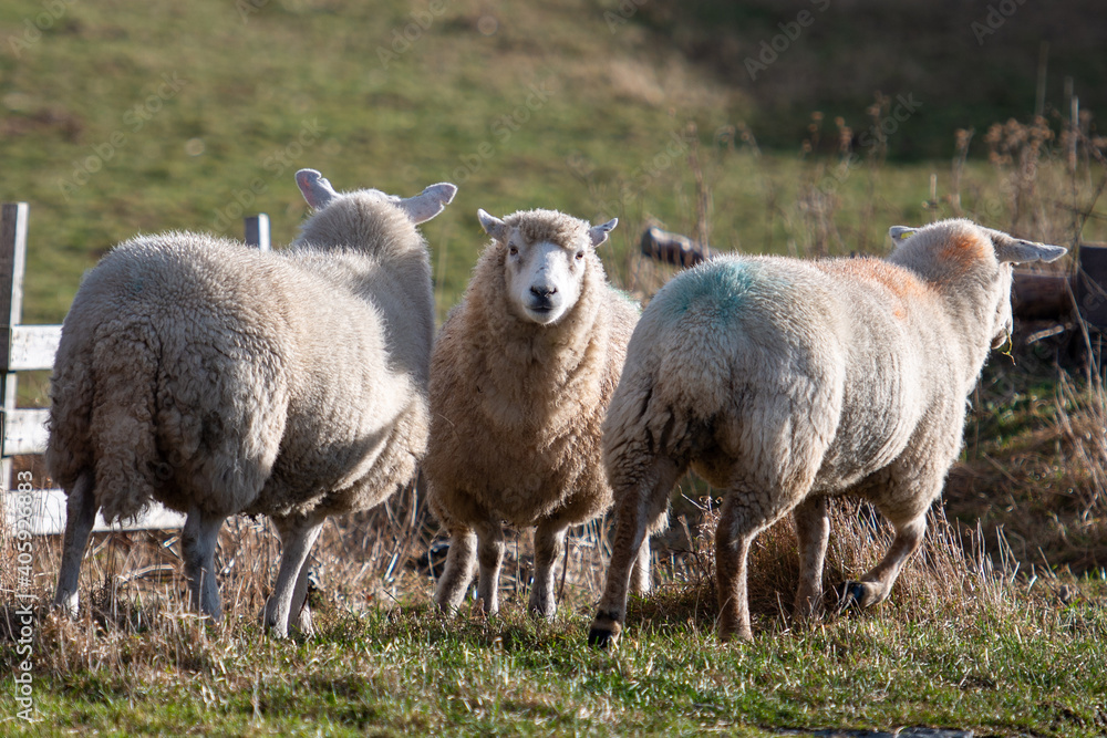 Three large woolly sheep grazing in an enclosed pen in a farmer's field. Two sheep are back on to the camera and one sheep is staring at the camera. The field is filled with grass and there's a wood Three large woolly sheep grazing in an enclosed pen in a farmer's field. Two sheep are back on to the camera and one sheep is staring at the camera. The field is filled with grass and there's a wood