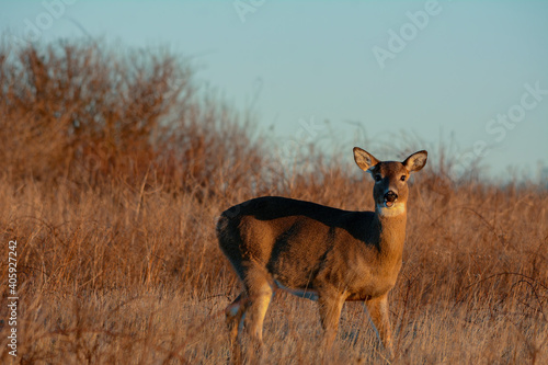 Whitetail Doe