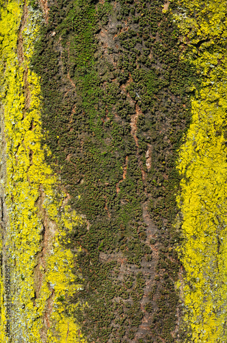 two-coloured moss  green and yellow  on a cherry tree