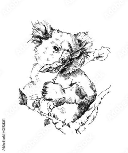Canvas Print Koala