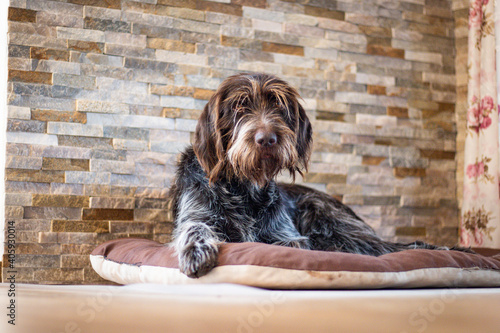 Tired Bohemian Wire-haired Pointing Griffon rests by the fireplace on a pillow and sadly looks at his masters to scratch her. Portrait Cesky fousek in Set Sail Champagne and antique white tones photo