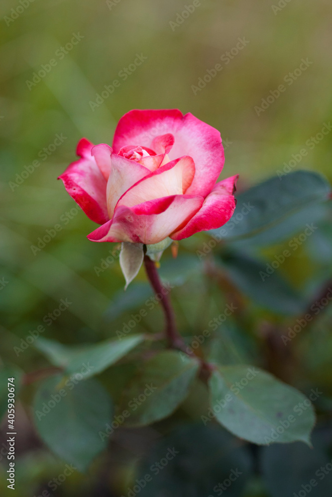 una rosa de mi jardin