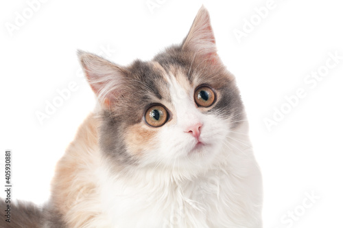 Cute fluffy kitten cat portrait isolated on the white