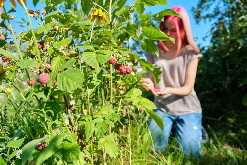Young woman picking ripe red raspberries from bush, summer garden background Young woman picking ripe red raspberries from bush, summer garden background