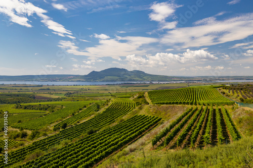 Vineyards near Nove Mlyny reservoir with Palava in Southern Moravia  Czech Republic