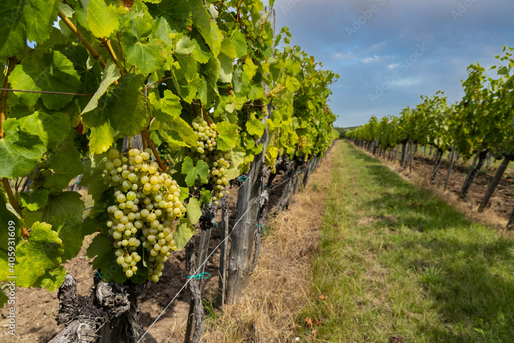 Grapes yellow muscat in Tokaj region, Unesco site, Hungary Grapes yellow muscat in Tokaj region, Unesco site, Hungary