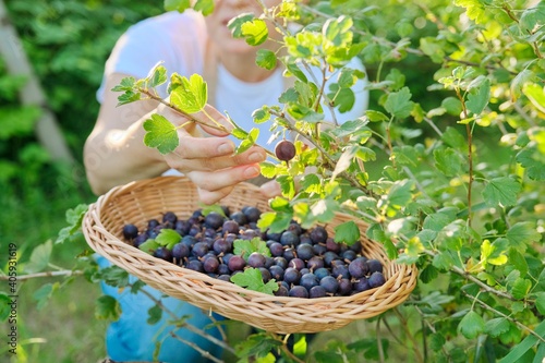 Close-up of gooseberries in a basket in a woman's hand, green bush with berries background