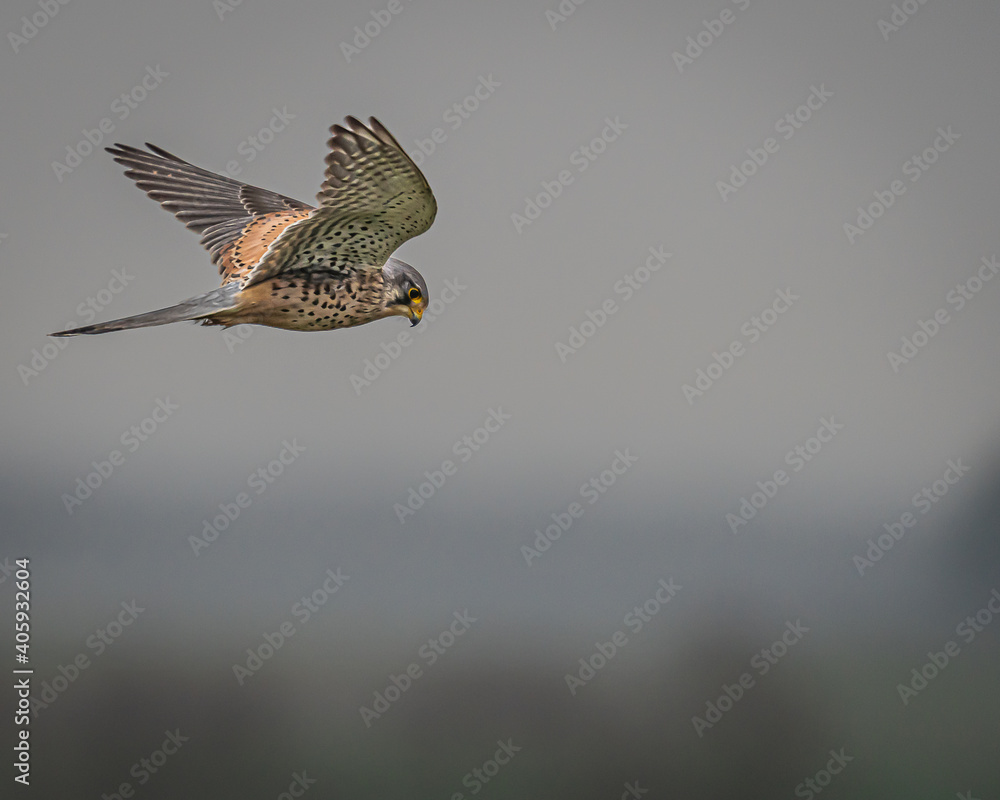 Fototapeta premium Ein Turmfalke auf der suche nach Beute.