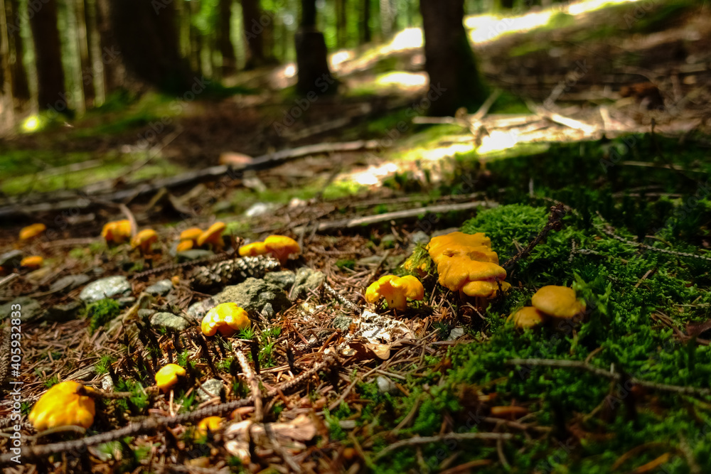 fresh chanterelle on the forest floor in the summer fresh chanterelle on the forest floor in the summer