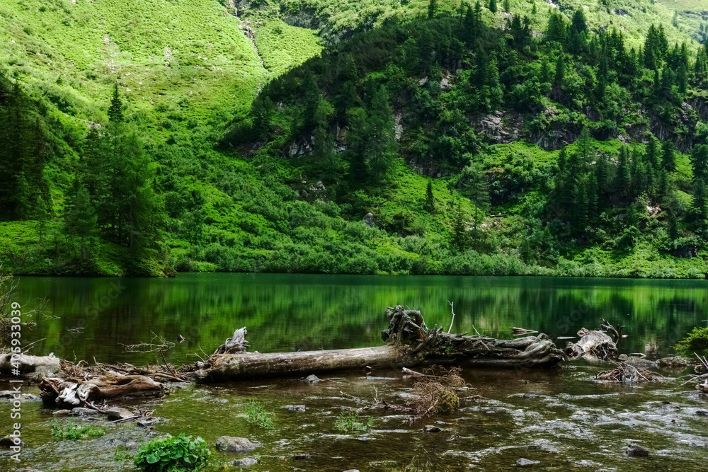 gnarled tree trunk in a mountain lake with green reflection gnarled tree trunk in a mountain lake with green reflection