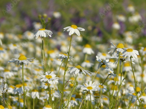 Meadow full of flowers