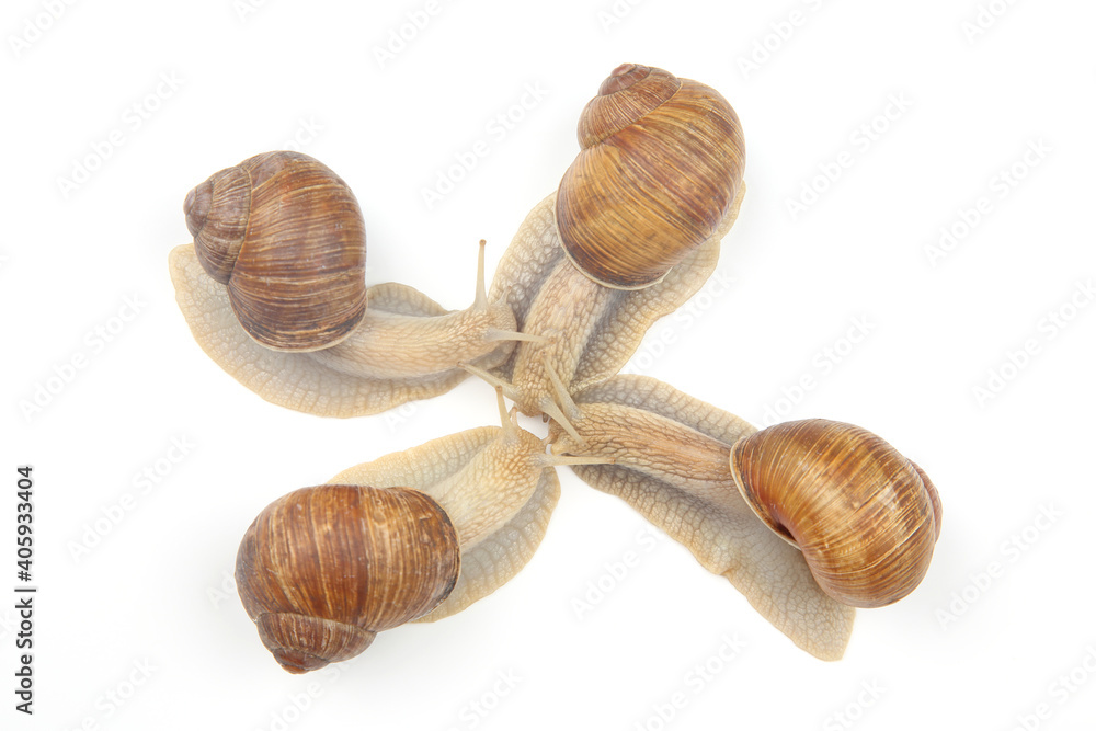 grape snail on a white background. mollusc and invertebrate. communication of the individual in society grape snail on a white background. mollusc and invertebrate. communication of the individual in society