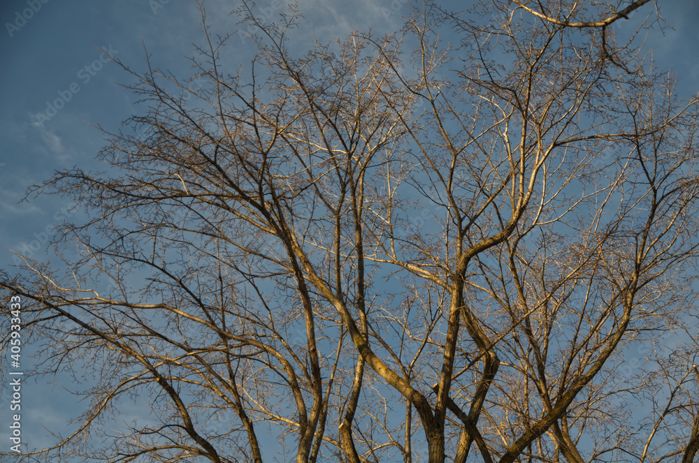 Large Trees against the Blue Sky Large Trees against the Blue Sky