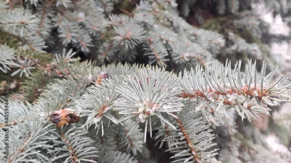 Snow falling slowly, winter in forest with pine tree blue fir close-up. Light natural seasonal footage Snow falling slowly, winter in forest with pine tree blue fir close-up. Light natural seasonal footage