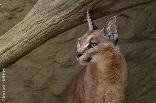 Caracal closeup portrait. (Caracal caracal) The caracal is a medium-sized wild cat native to Africa, the Middle East, Central Asia, and India. photo