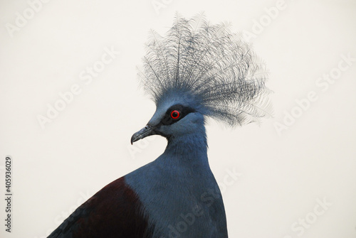 Western Crowned-Pigeon (Goura cristata) poses for portrait at Smithsonian National Zoo in Washington, D.C.