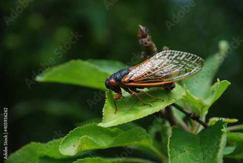 Quadro su tela Colorful Periodical Cicada (Magicicada septendecim) portrait on a leaf in Staten
