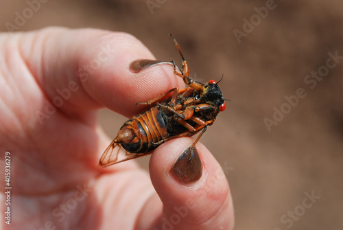 Periodical cicada held in human hand / fingers during the 2013 Brood II emergence in Staten Island, New York City photo