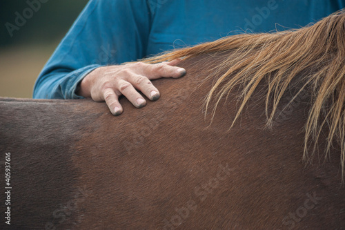 Mans hand laid on
 horses withers. photo